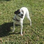 Bodeguero Ica, 10/2020, ca. 45 cm