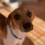 Mischling Jack, 06/2022, ca. 40 cm