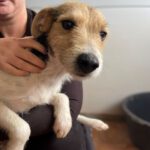 Mischling Joey, 05/2022, ca. 40 cm