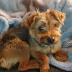 Yorkshire Terrier Jonas, 05/2015, ca. 25 cm, 37075 Göttingen