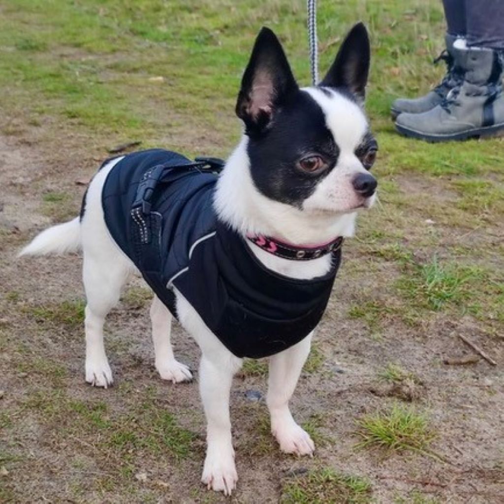 Chihuahua Franz. Bulldoggen Mischling Kai, 08/2019, 25 cm, 21244 Buchholz