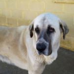 Mastin Espanol Kennedy, 10/2019, ca. 85 cm