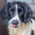 Springer Spaniel Liam, 12/2019, 45 cm