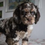 Flatdoodle Cocker Spaniel Mischling Lina, 09/2022, ca. 50 cm, 61191 Rosbach vor der Höhe