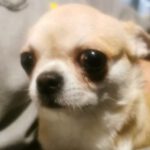 Chihuahua Lisa, 04/2018, ca. 25 cm, 69257 Wiesenbach