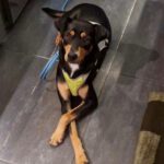 Mischling Luca, 12/2021, ca. 45 cm, 23812 Wahlstedt