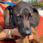 Bayrischer Gebirgsschweißhund Lucky, 12/2015, ca. 50 cm