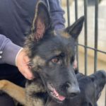 Schäferhund Monica, 11/2020, ca. 55 cm