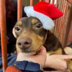 Podenco Noelle, 05/2022, ca. 45 cm