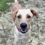 Labrador Nombre, 12/2021, ca. 60 cm