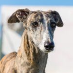 Galgo Espanol Olivia, 09/2021, ca. 63 cm