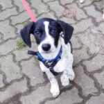 Mischling Pauli, 06/2022, ca. 50 cm, 22869 Schenefeld