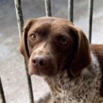 Deutsch Kurzhaar Mischling Peggi, 10/2018, ca. 55 cm