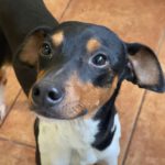 Bodeguero Pepperoni, 03/2022, ca. 39 cm