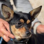 Chihuahua Mischling Pinocho, geb. 2020, ca. 32 cm