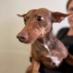 Podenco Piruja, 01/2021, ca. 40 cm