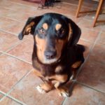 Dackel Mischling Ragnar, 05/2020, ca. 35 cm, 23558 Lübeck