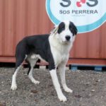 Mastin Mischling Raton, 05/2021, ca. 75 cm