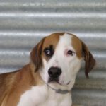 Mischling Romel, 10/2021, ca. 63 cm