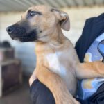 Malinois Mischling Romeo, 09/2022, ca. 55 cm