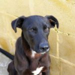 Mischling Shark, 06/2022, ca. 35 cm