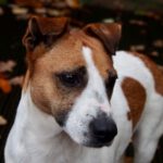 Jack Russel Terrier Smilla, 04/2019, 30 cm, 21224 Rosengarten