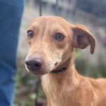 Podenco Soler, 02/2022, ca. 40 cm