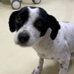 Mischling Stella, 12/2020, ca. 30 cm