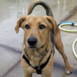 Mischling Stepy, 07/2021, ca. 65 cm