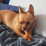 Chihuahua Sue, 11/2020, ca. 30 cm, 10777 Berlin