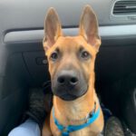 Malinois Sultan, 07/2022, ca. 55- 65 cm, 65510 Idstein