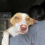 Podenco Mischling Sun, 10/2018, ca. 45 cm