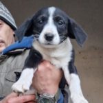 Mischling Tess, 07/2022, ca. 50 cm