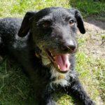 Schnauzermischling Tony, 01/2019, ca. 50 cm, 26122 Oldenburg