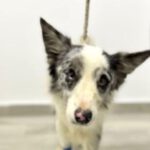 Australian Shepherd Trece, 10/2020, ca. 50 cm
