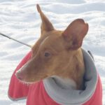 Podenco Wren, 09/2020, 38 cm, 22395 Hamburg