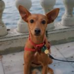 Podenco Mischling Yema, 06/2014, ca. 40 cm