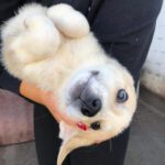 Mischling Myrtle, 09/2022, Endgröße ca. 60 cm