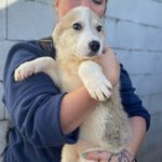 Mischling Holly, 09/2022, Endgröße ca. 60 cm