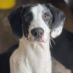 Pointer Mischling Atos, 05/2021, 55 cm, 38312 Dorstadt