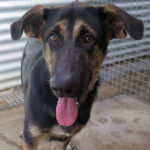 Schäferhund Mischling Bobo, 02/2022, ca. 65 cm