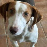 Mischling Caneli, 08/2021, ca. 35 cm