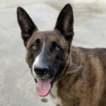 Schäferhund Mischling Panini, 10/2018, ca. 65cm