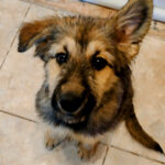 Schäferhund Wills, 08/2022, ca. 65 cm, 66346 Pütlingen