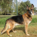 Schäferhund Yaco, 10/2014, ca. 65 cm