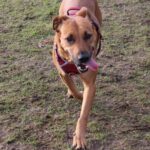 Mischling Hiwa, 04/2015, ca. 50 cm, 23863 Bargfeld Stegen