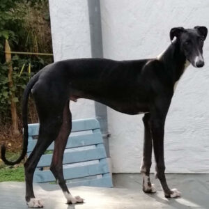 Galgo Español Arturo, 02/2022, ca. 65 cm, 29690 Essel