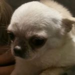 Chihuahua Mita, 08/2019, ca. 25 cm, 69257 Wiesenbach