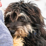 Mischling Rodrigo, 11/ 2019, ca. 40 cm