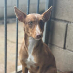 Podenco Harper, 03/2022, ca. 45 cm